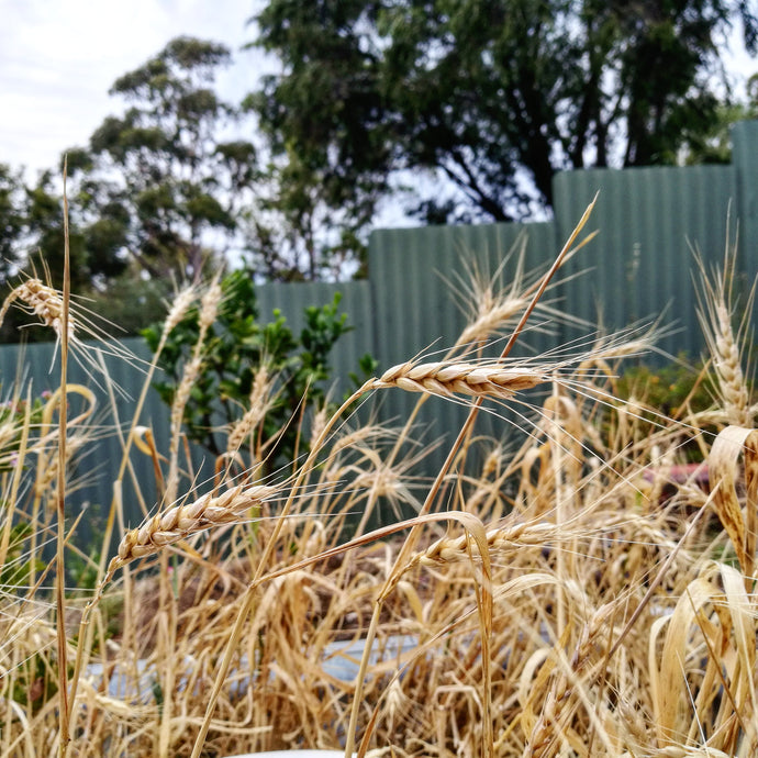 Home Grown Grain for Home Baked Bread