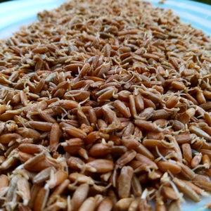 Continuing Sourdough [wheat] Breads (various class dates)